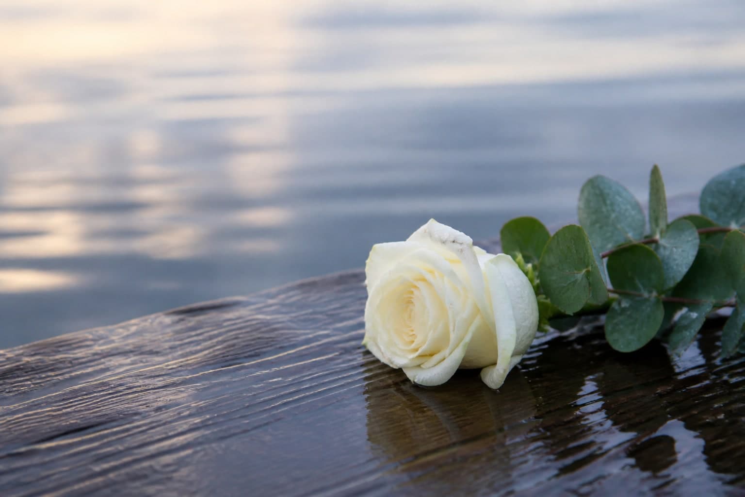 Eine weiße Rose mit Eukalyptus am Wasser